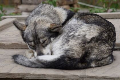 Sled Dog from Denali National Park, Alaska.