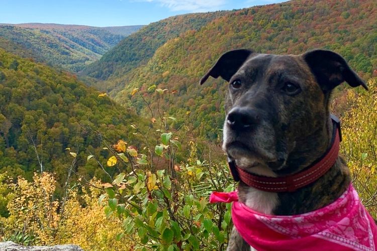 Dog on hike 